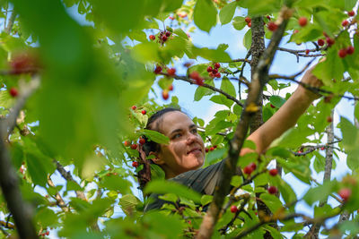 Young woman standing on ladder, picking cherries from tree