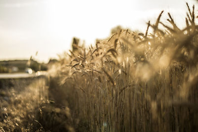 Close-up of stalks in field against sky