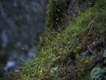 Close-up of plant growing on field