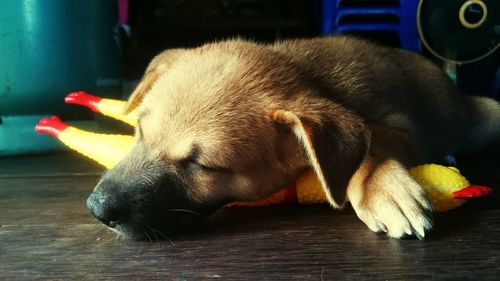 Close-up of dog lying on floor