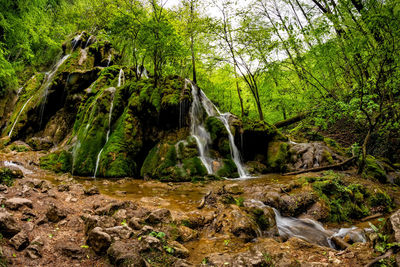 Scenic view of waterfall in forest