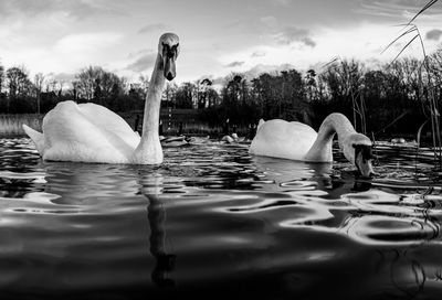 Black and white monochrome mute swan swans pair low-level water side view macro animal background