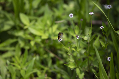 Close-up of insect on flower