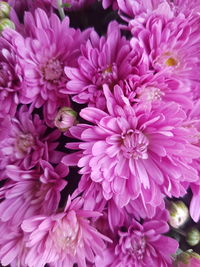 Close-up of pink flowers