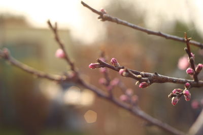 Close-up of flowers growing on tree