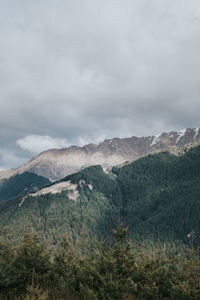 Pine forest over the mountain in new zealand with lake view in background.