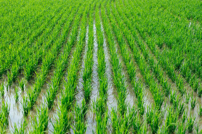 Full frame shot of rice field