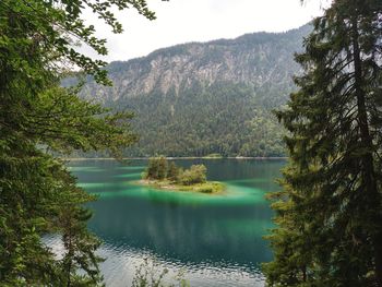 Scenic view of lake in forest