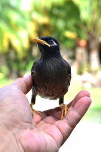 Close-up of hand holding bird