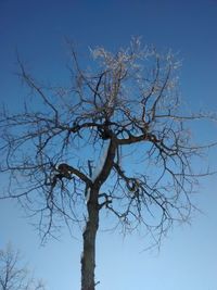 Low angle view of bare tree against blue sky