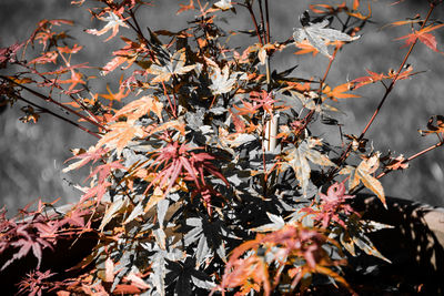 Close-up of maple leaves on tree during autumn