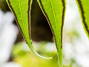 Close-up of leaves