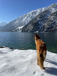 Dog on snow covered mountain