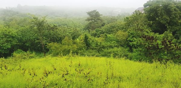 Scenic view of forest