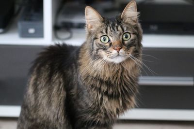 Close-up portrait of tabby cat