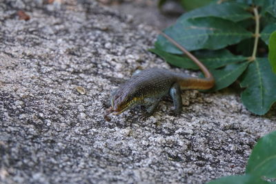 Close-up of insect