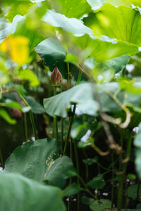 Close-up of flowering plant