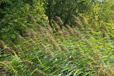 Plants growing on field