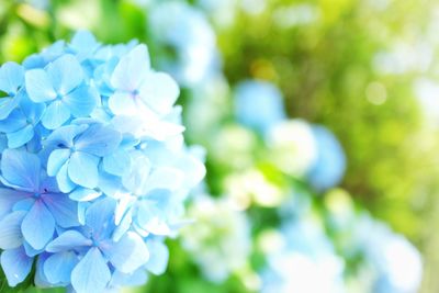 Close-up of white hydrangea flowers
