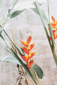 Close-up of orange flower blooming outdoors