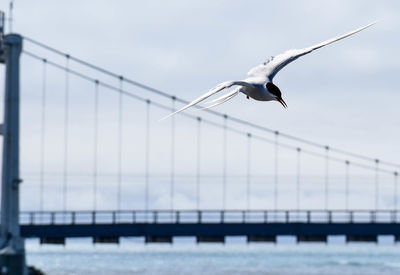 Seagulls flying over bridge against sky