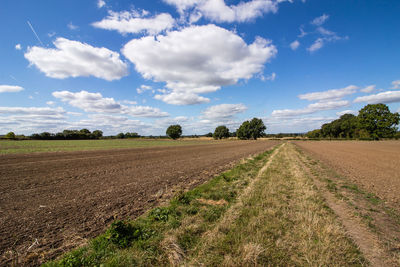 Scenic view of agricultural field against sky