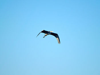 Low angle view of eagle flying against clear blue sky