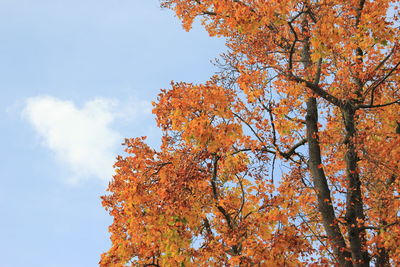 Low angle view of maple tree against sky