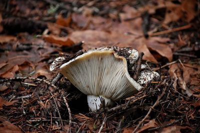 Close-up of mushroom growing outdoors