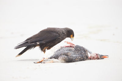 Close-up of a bird on beach