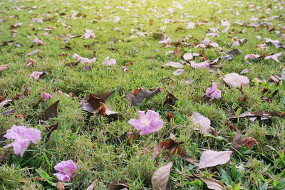 High angle view of flowering plants on field