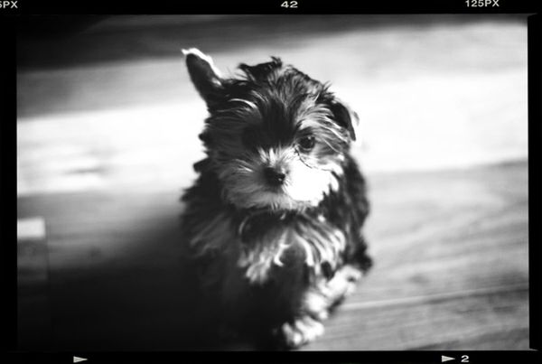 transfer print, one animal, pets, animal themes, auto post production filter, domestic animals, dog, mammal, animal hair, close-up, indoors, focus on foreground, animal head, sitting, selective focus, zoology, no people, day, wood - material, full length