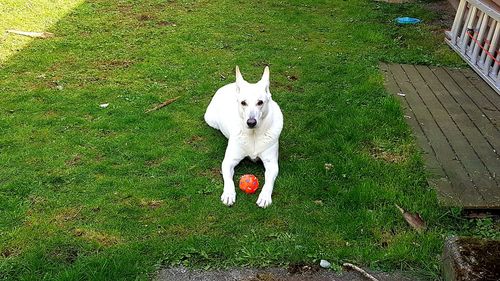 High angle view of dog sitting on grass