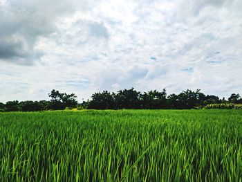 Countryside nature