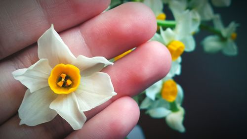 Close-up of white flowers