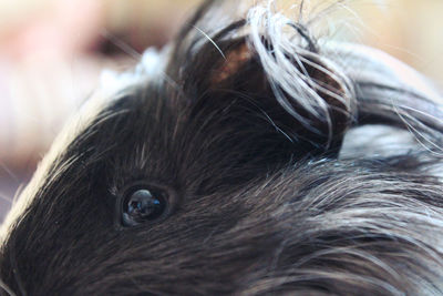 Close-up of animal eye