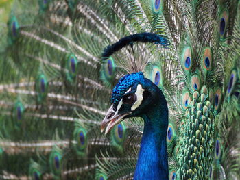 Close-up of fanned out peacock