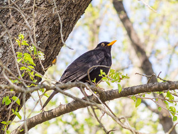Low angle view of bird perching on tree