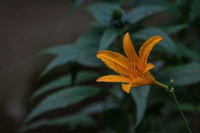 Close-up of flower blooming outdoors