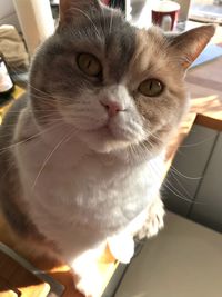 Close-up portrait of a cat