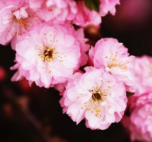 Close-up of pink cherry blossom