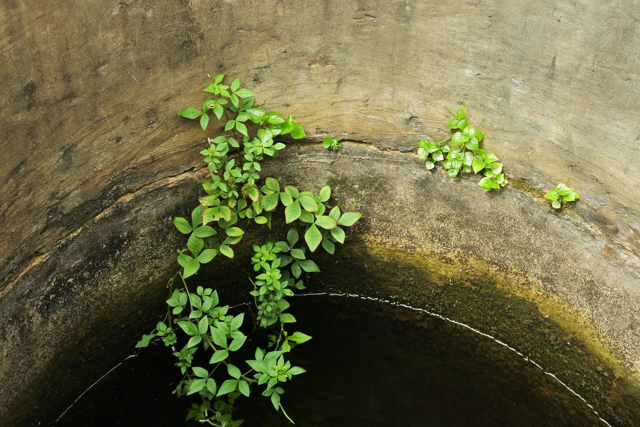 HIGH ANGLE VIEW OF PLANTS