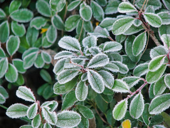 High angle view of plant leaves during winter