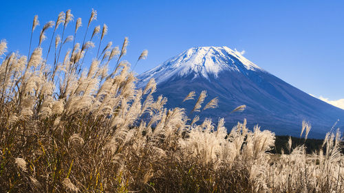 Mt,fuji in the japanese pampas grass field