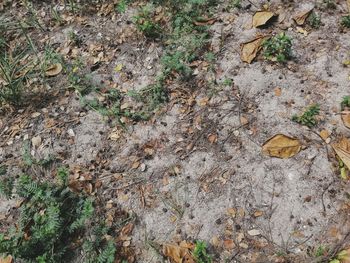 High angle view of dry leaves on field