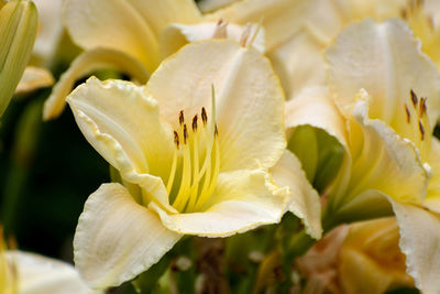 Close-up of yellow lily blooming outdoors