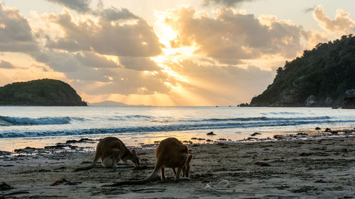 Kangaroos at beach against sky during sunset