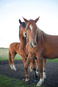 Horse standing in ranch