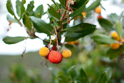 Strawberry, arbutus unedo. moneglia. liguria. italy