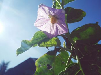 Low angle view of flower against sky